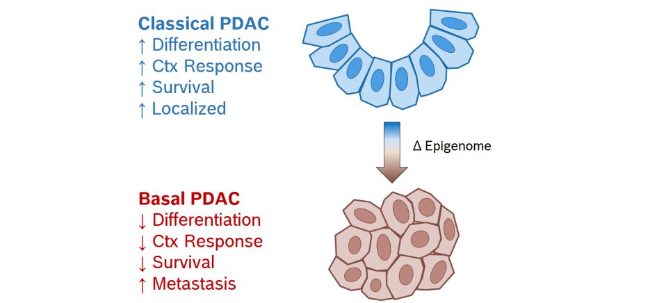 Fig_1_Classical_Basal_PDAC_V2